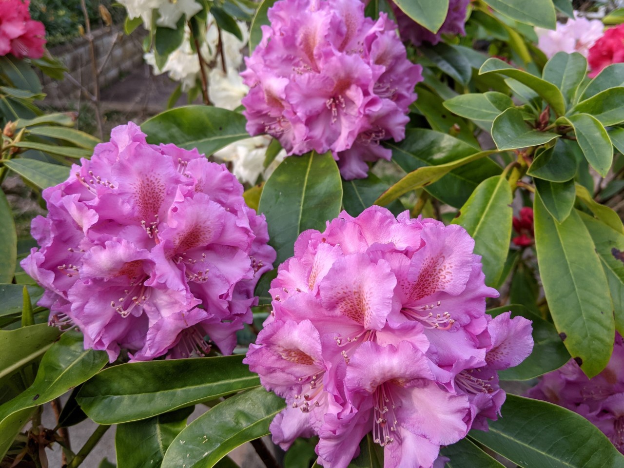 Unnamed hybrid seedling